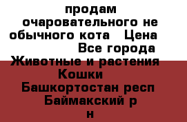 продам очаровательного не обычного кота › Цена ­ 7 000 000 - Все города Животные и растения » Кошки   . Башкортостан респ.,Баймакский р-н